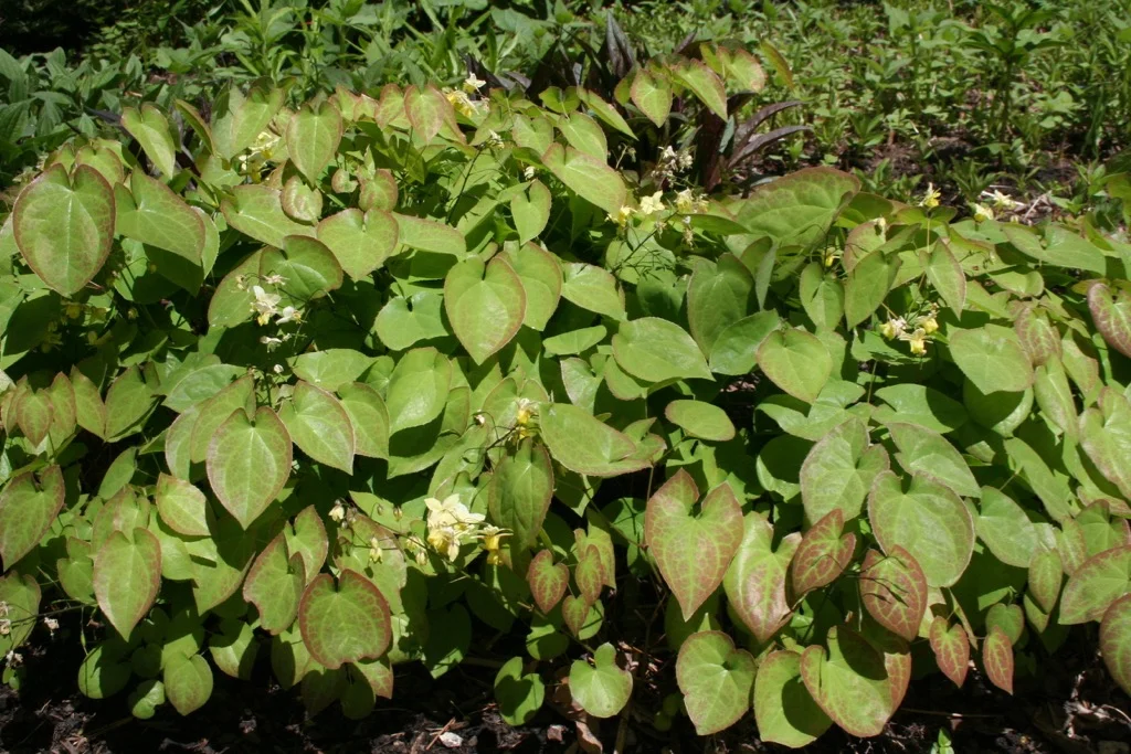 Epimedium Yellow 050706.jpg