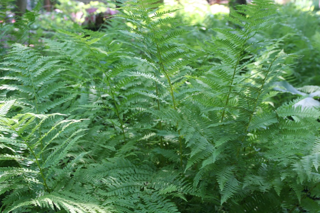 Fern 070406.jpg