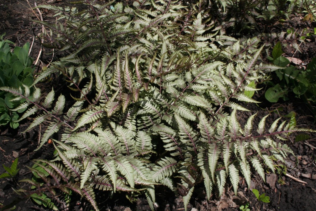 Fern Japanese Painted 050706.jpg