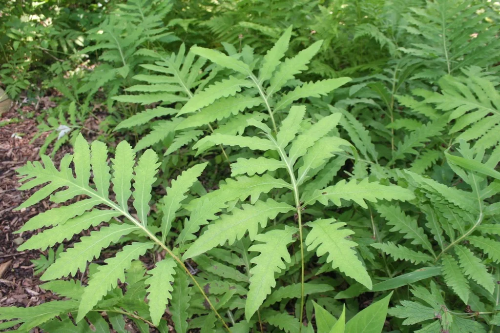 Fern2 070406.jpg