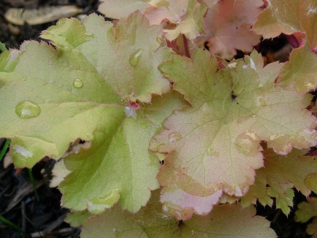 Heuchera 061405.jpg
