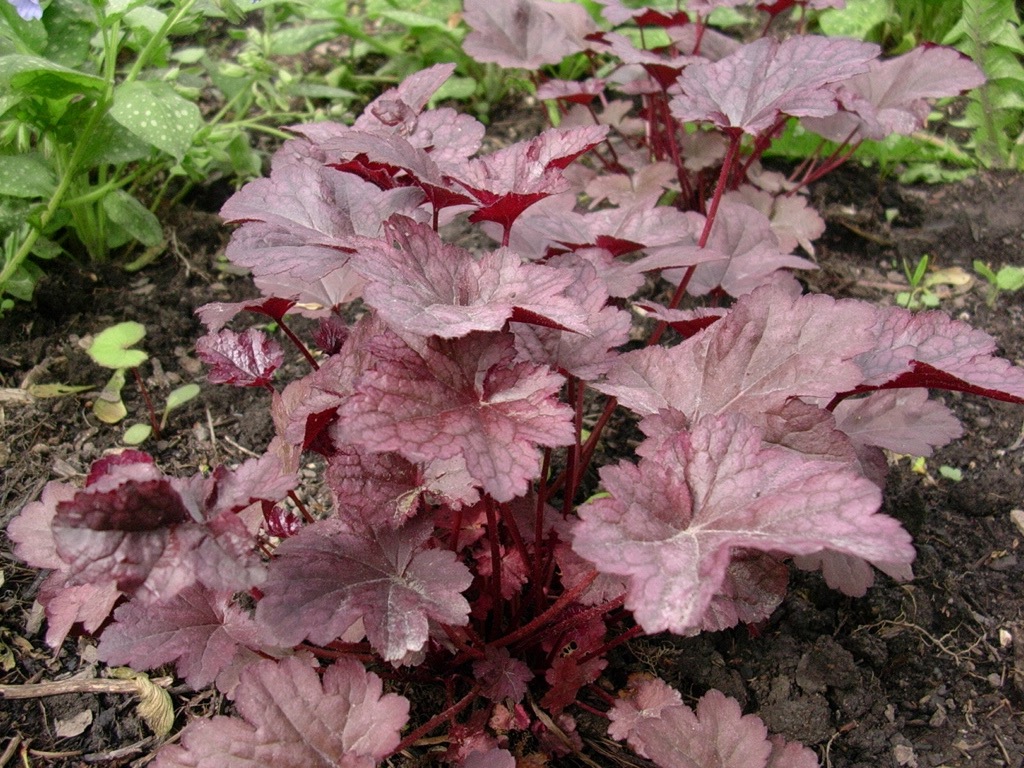 Heuchera2 052105.jpg