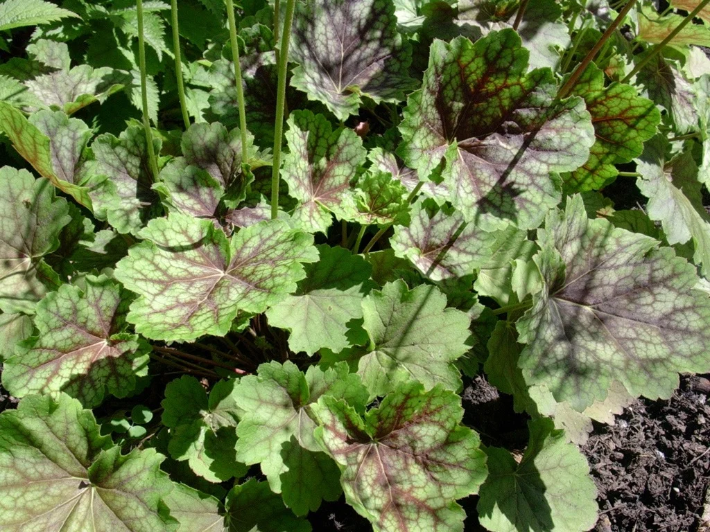 Heuchera2 061405.jpg