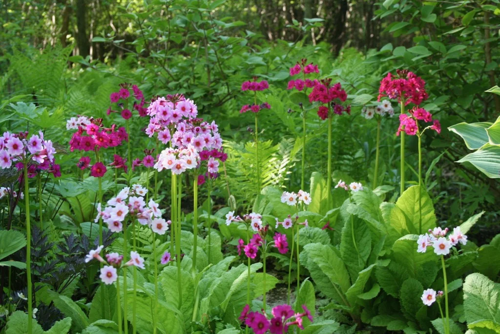 Japanese Primrose2 052206.jpg