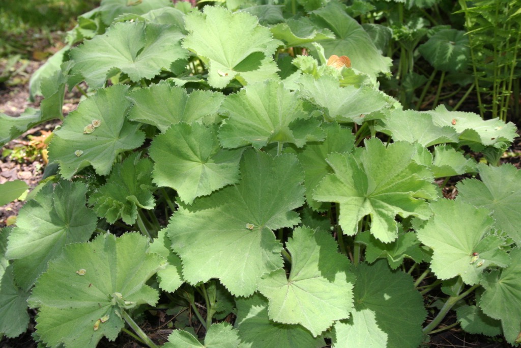 Lady's Mantle 050706.jpg