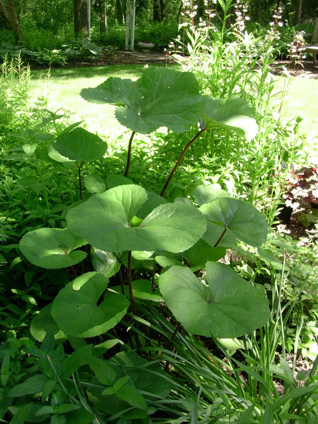 Ligularia2 061405.jpg