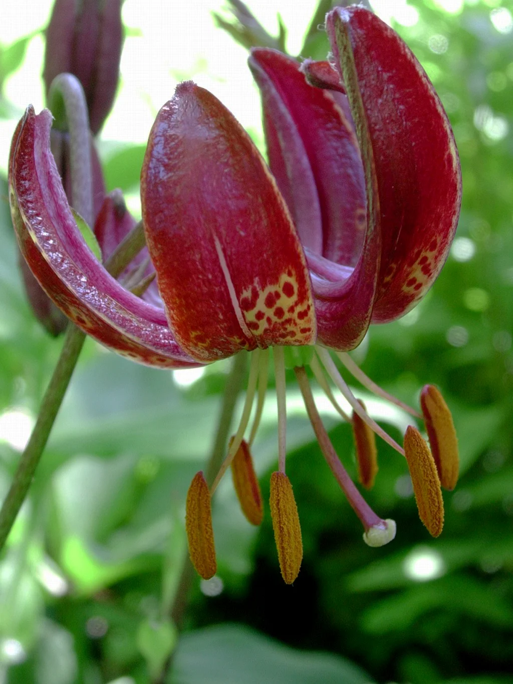 Lily2 061405.jpg