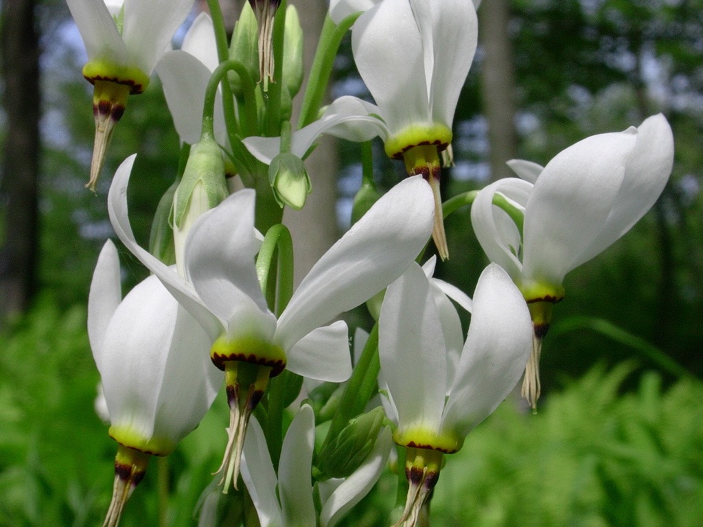 Shooting Star White 051704.jpg