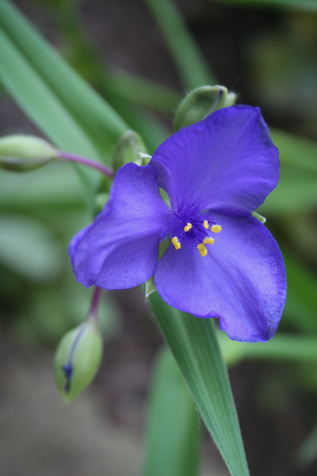 Spiderwort2 0606.jpg