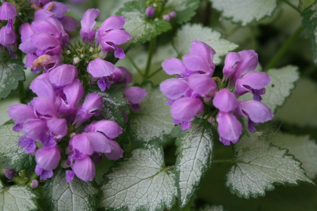 Spotted Dead Nettle 0606.jpg