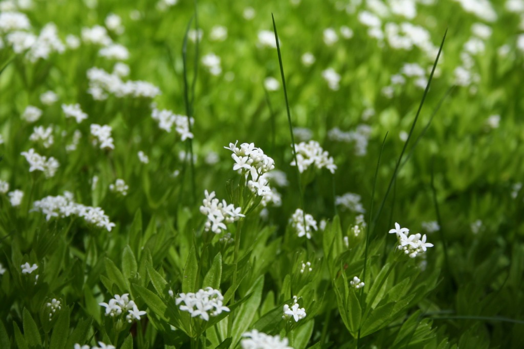 Sweet Woodruff 050706.jpg