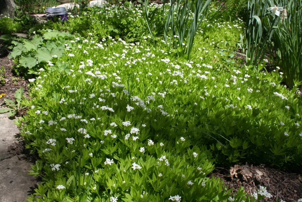 Sweet Woodruff2 05006.jpg