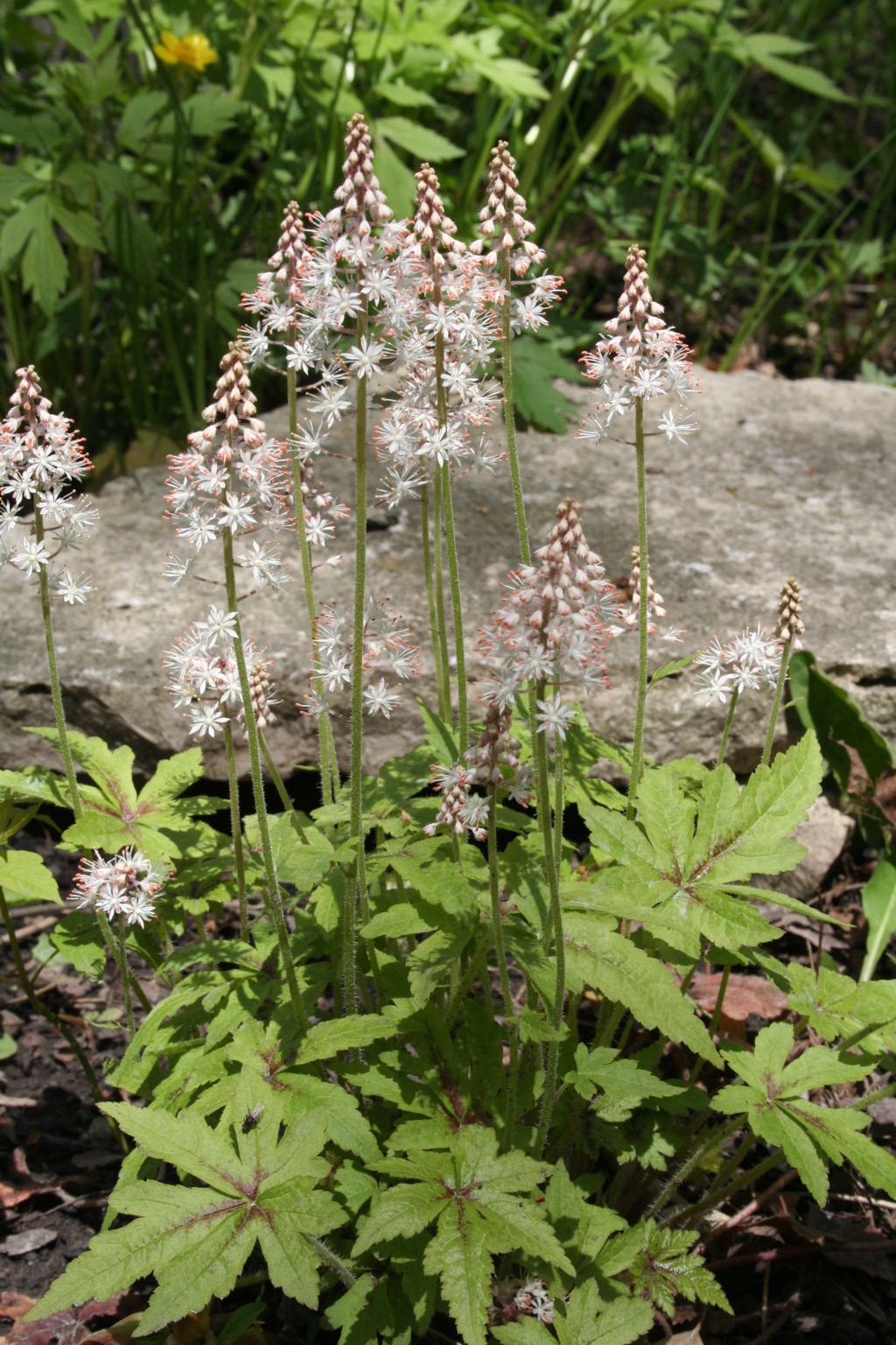 Tiarella 050706.jpg