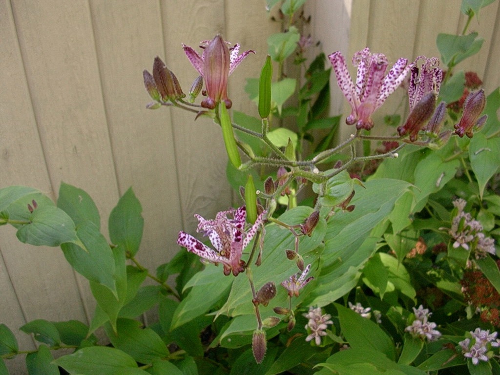 Toad Lily 1004.jpg