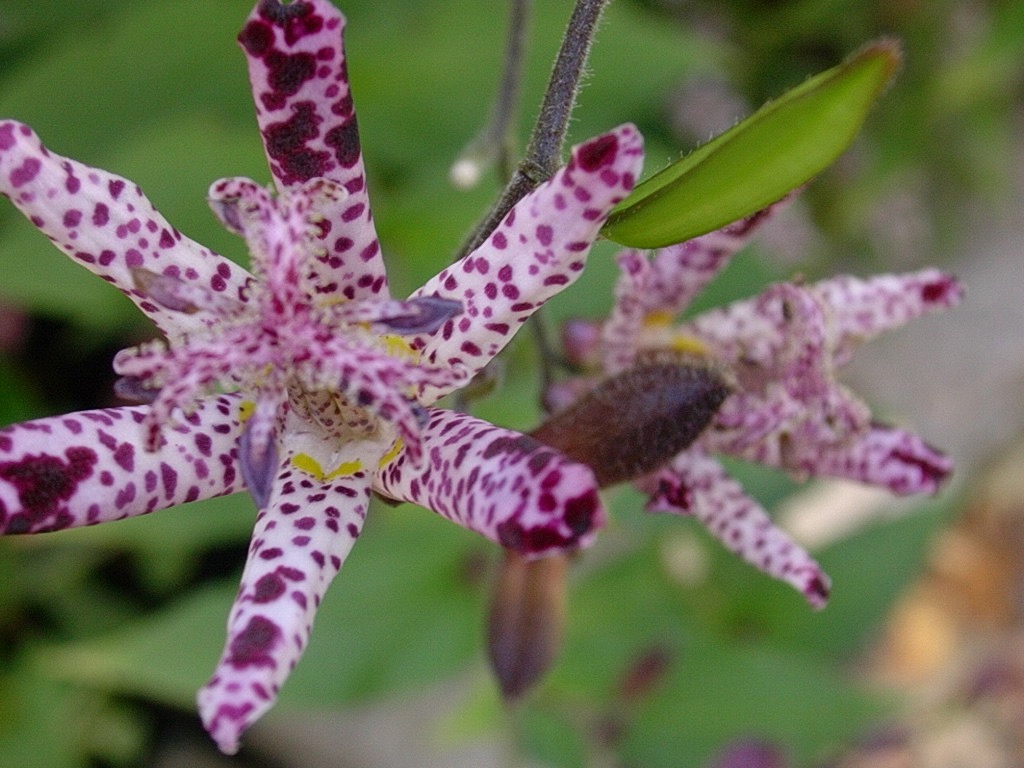 Toad Lily2 1004.jpg