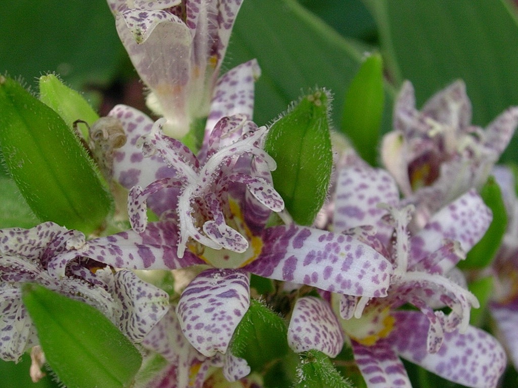 Toad Lily3 1004.jpg