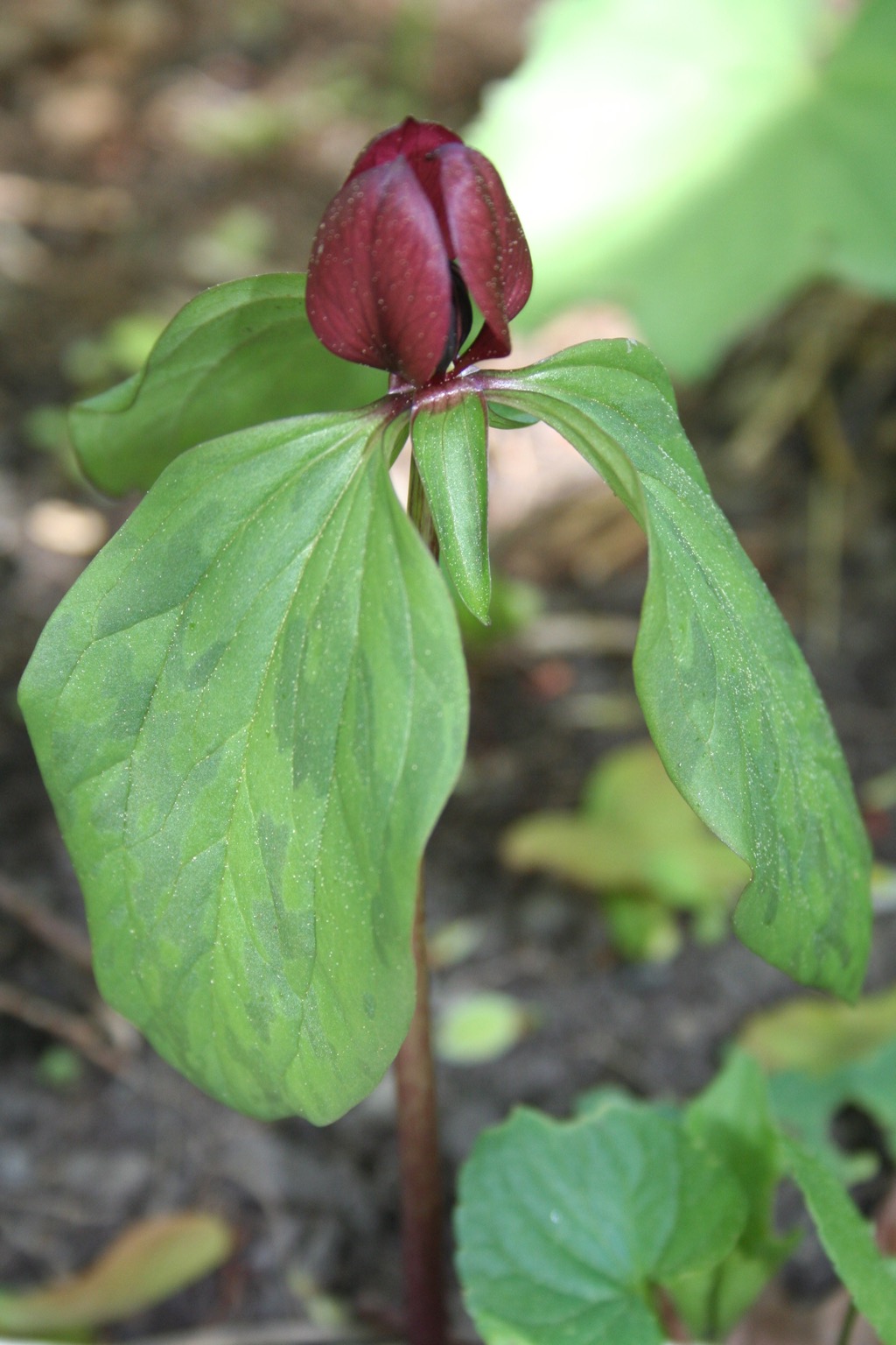 Trillium 050706.jpg