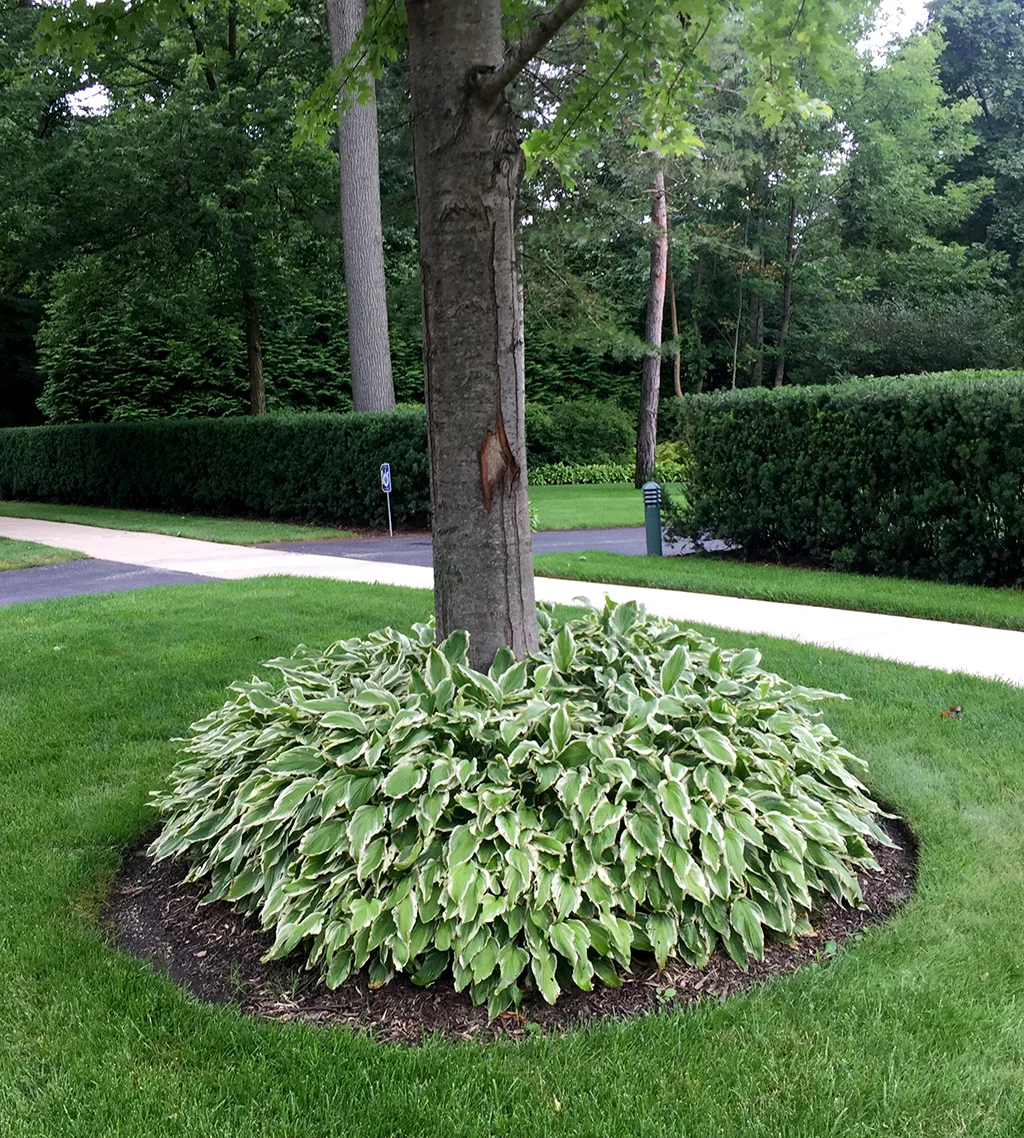 Hosta RingG.jpg