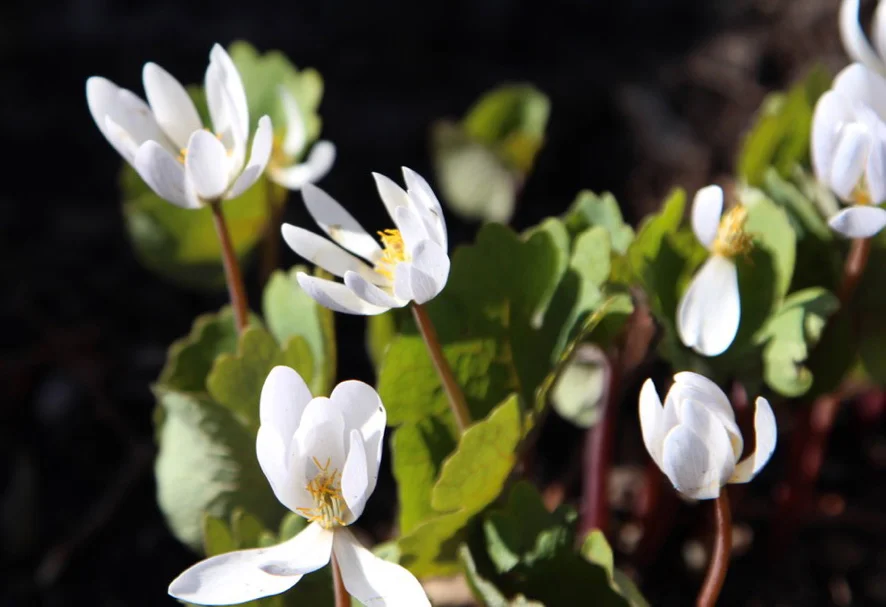 Bloodroot (Sanguinaria canadensis). One of my favorites in the spring. These got moved around last year with our patio construction, so I wasn’t sure where to find them. The blooms don’t last very long at all but they’re so beautiful.