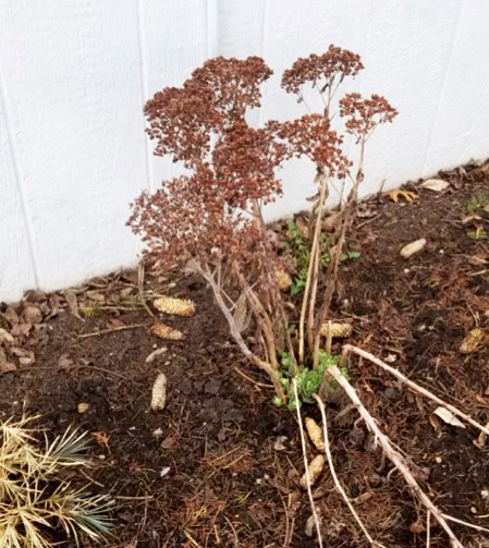 Buffy’s sedum - she promised me she’d cut off the brown stuff!