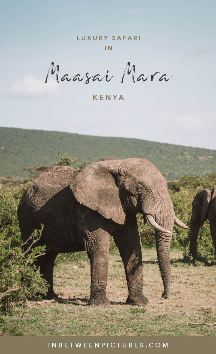 Luxury Kenya wildlife safari experience at Olarro Masai Mara  #Africa #Safari #Kenya