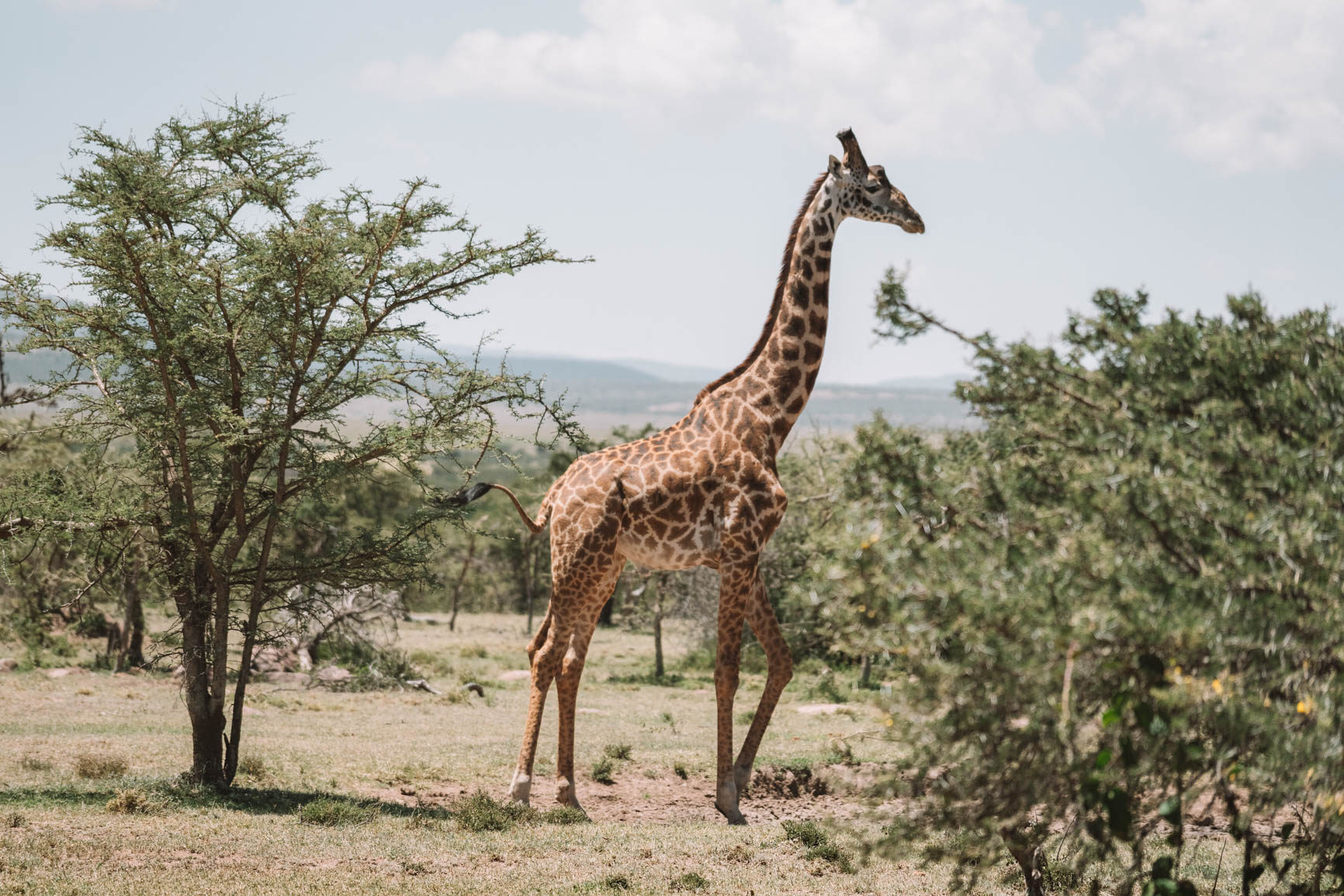 Giraffe Masai Mara Kenya #Africa