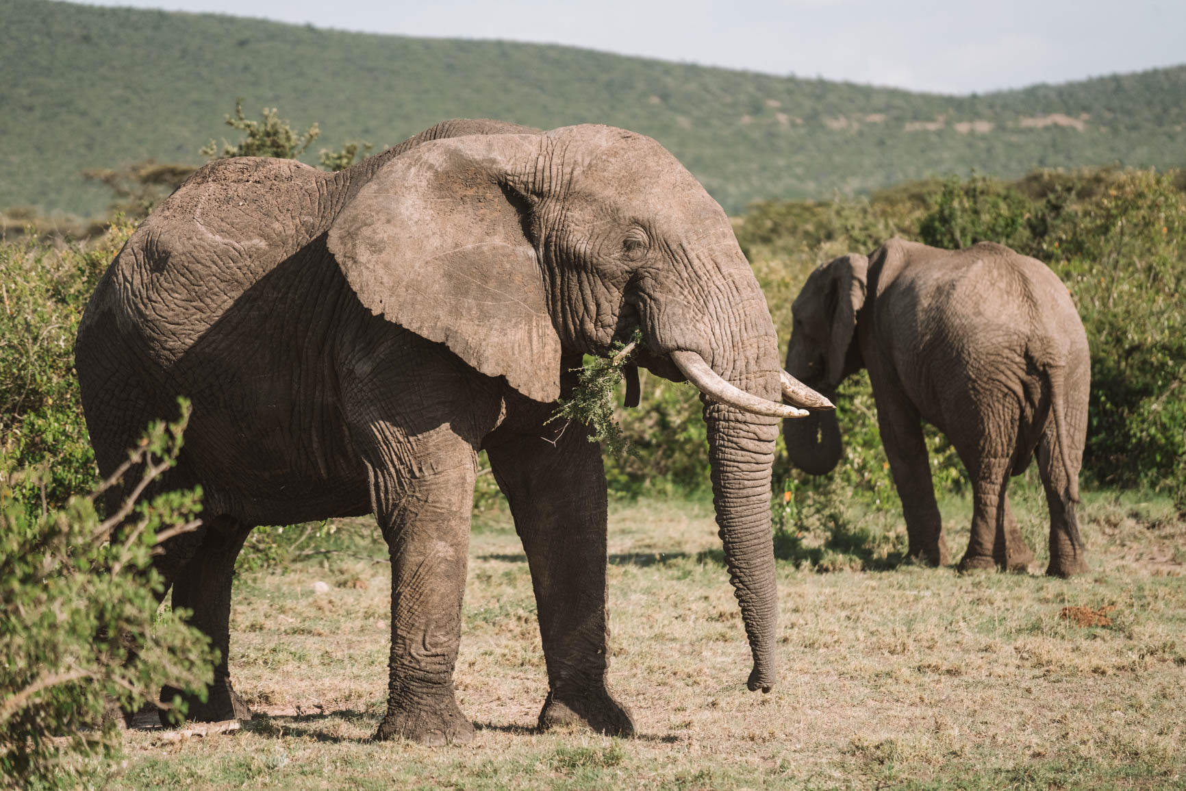 Kenya wildlife safari Luxury lodge Maasai Mara Kenya Africa #Safari #Kenya