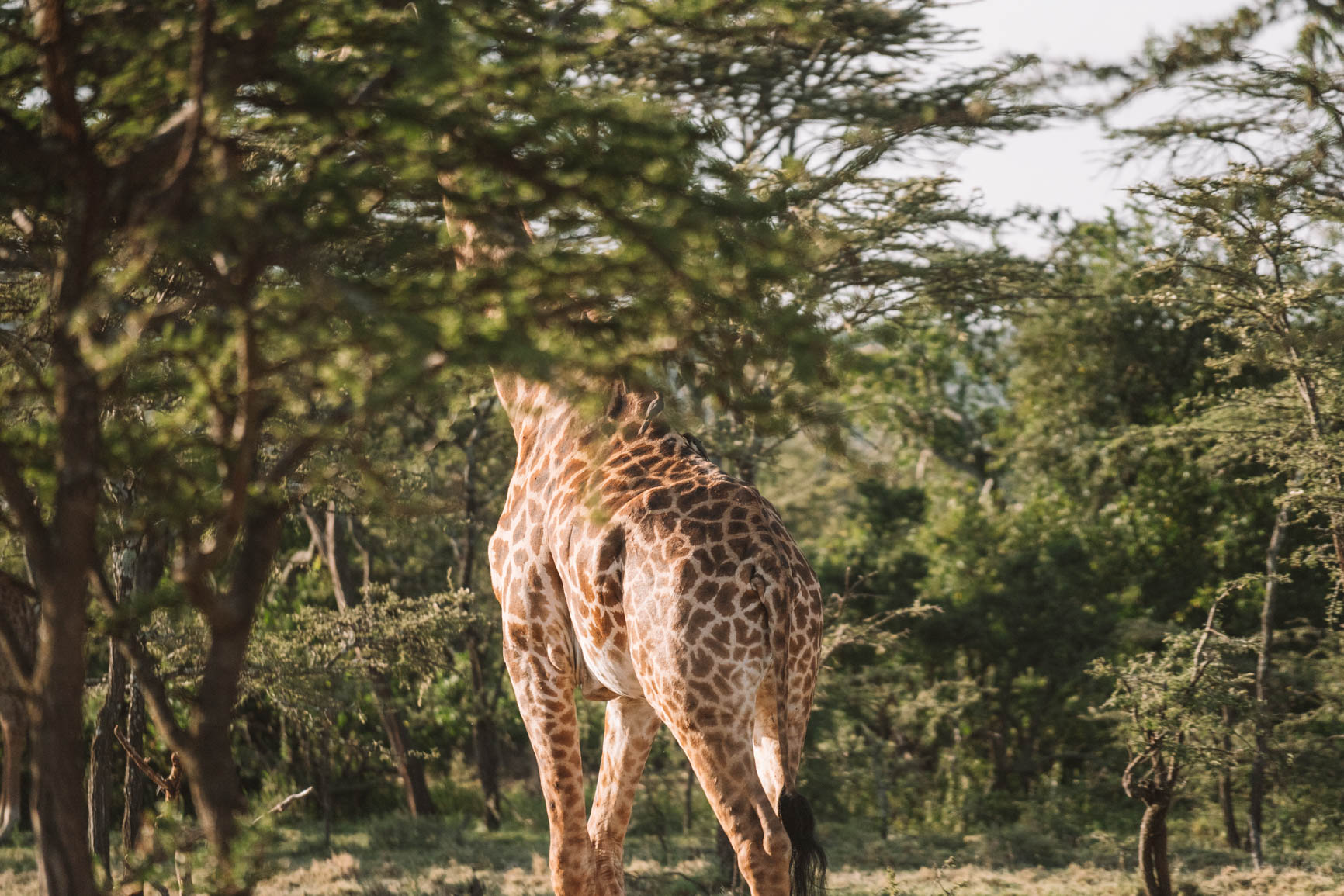 Kenya wildlife safari Luxury lodge Maasai Mara Kenya Africa #Safari #Kenya