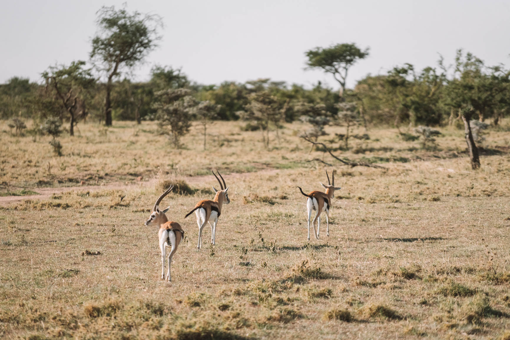 Kenya wildlife safari Luxury lodge Maasai Mara Kenya Africa #Safari #Kenya