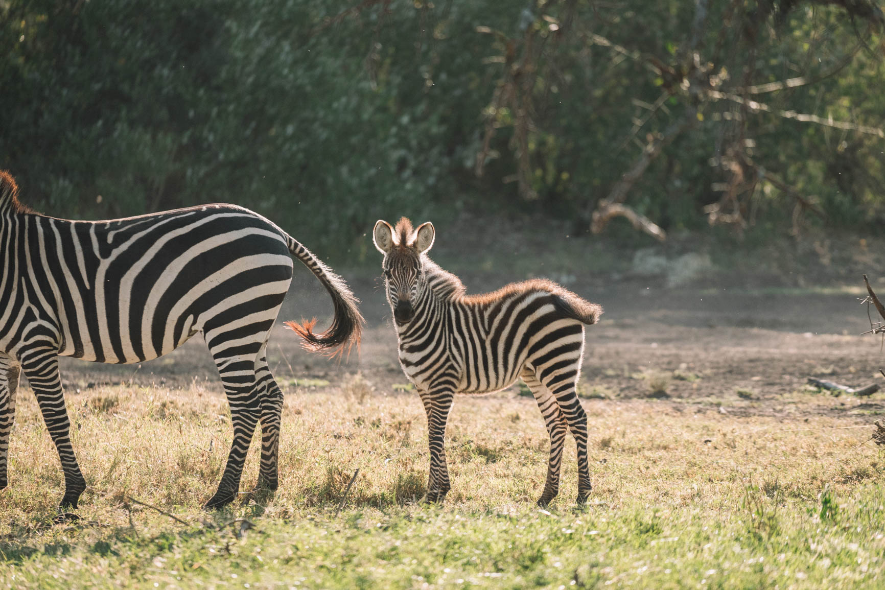 Kenya wildlife safari Maasai Mara Big 5 Luxury lodge