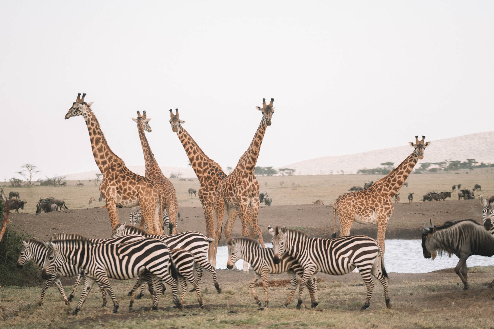 Kenya wildlife safari Maasai Mara Big 5 Luxury lodge