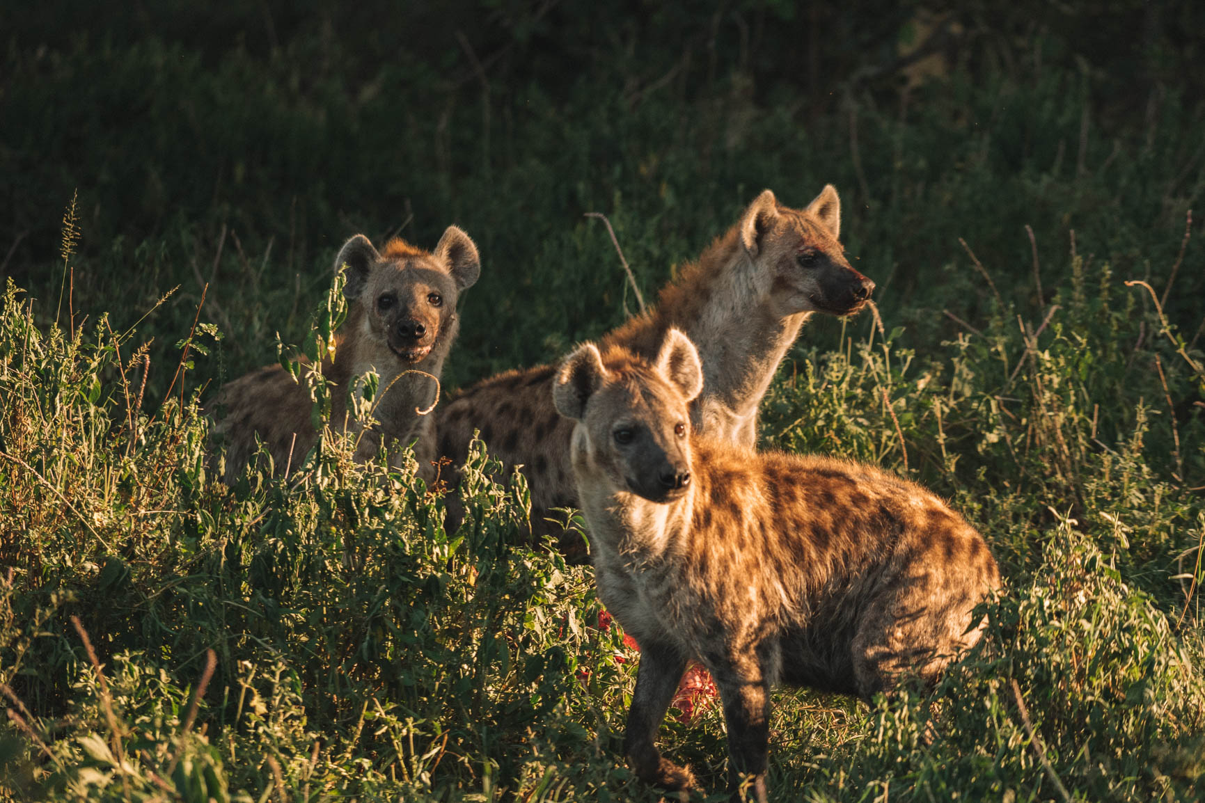 Kenya wildlife safari Maasai Mara Big 5 Luxury lodge