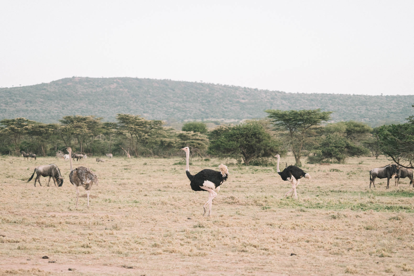 Kenya wildlife safari Maasai Mara Big 5 Luxury lodge