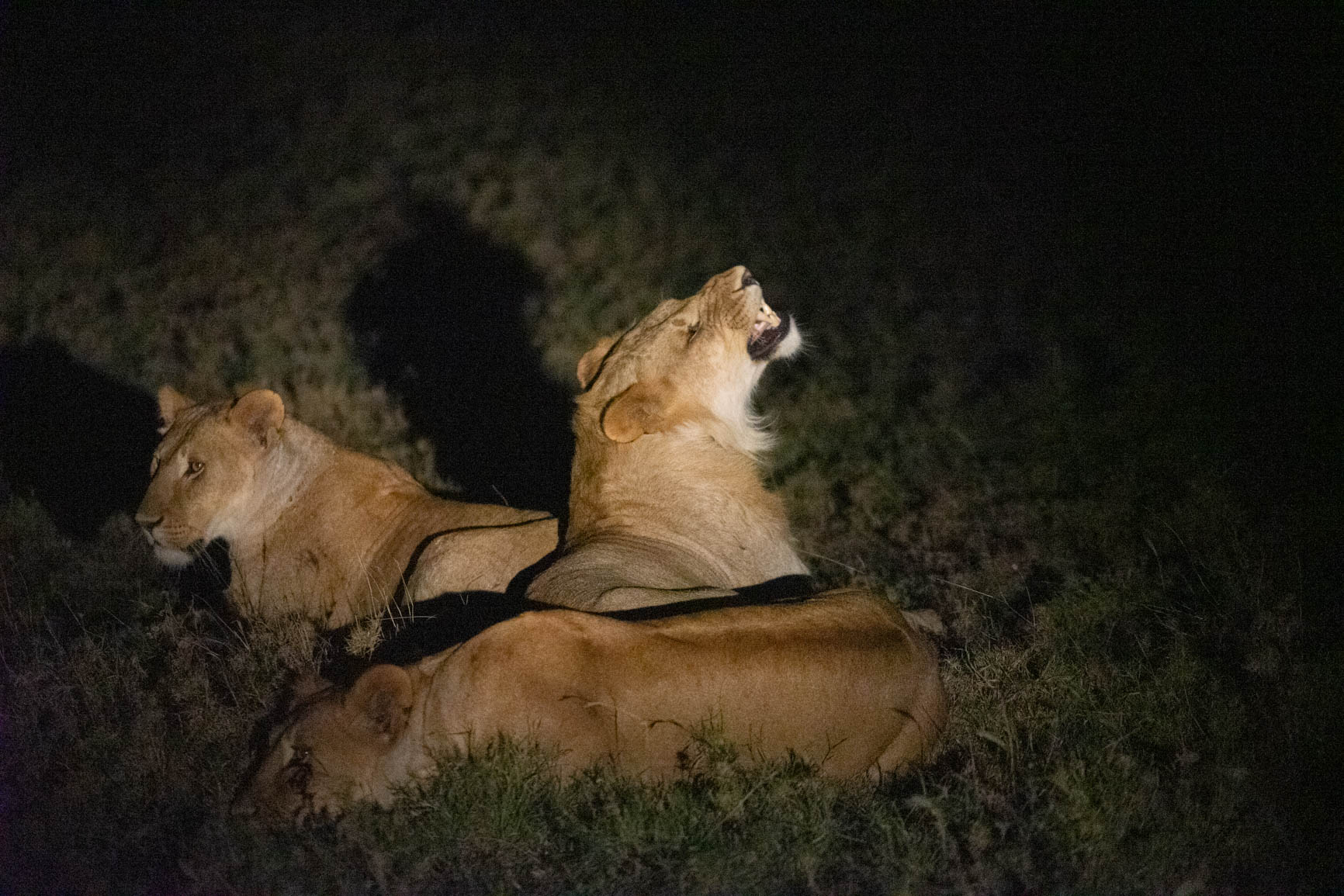 Kenya wildlife safari night game