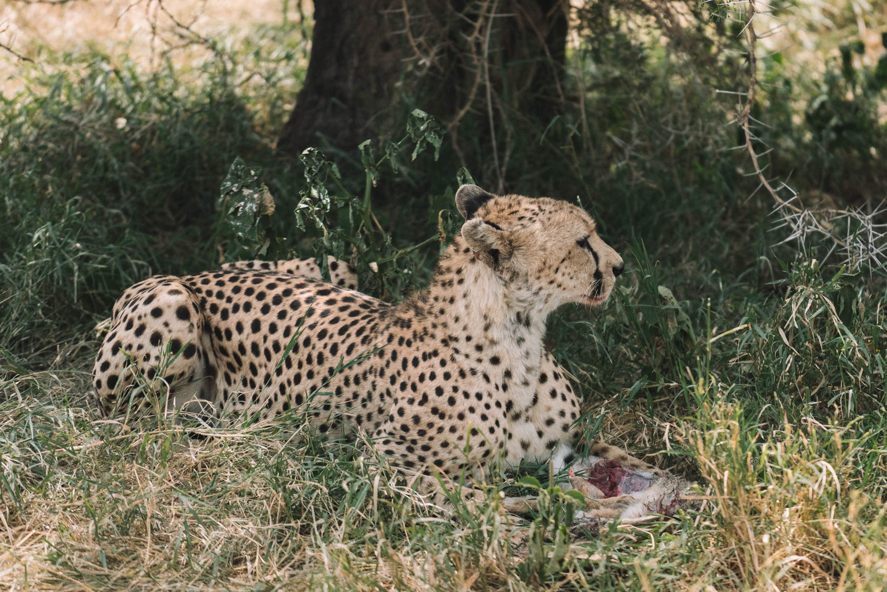 Private conservancy vs National reserve Wildlife Safari comparison