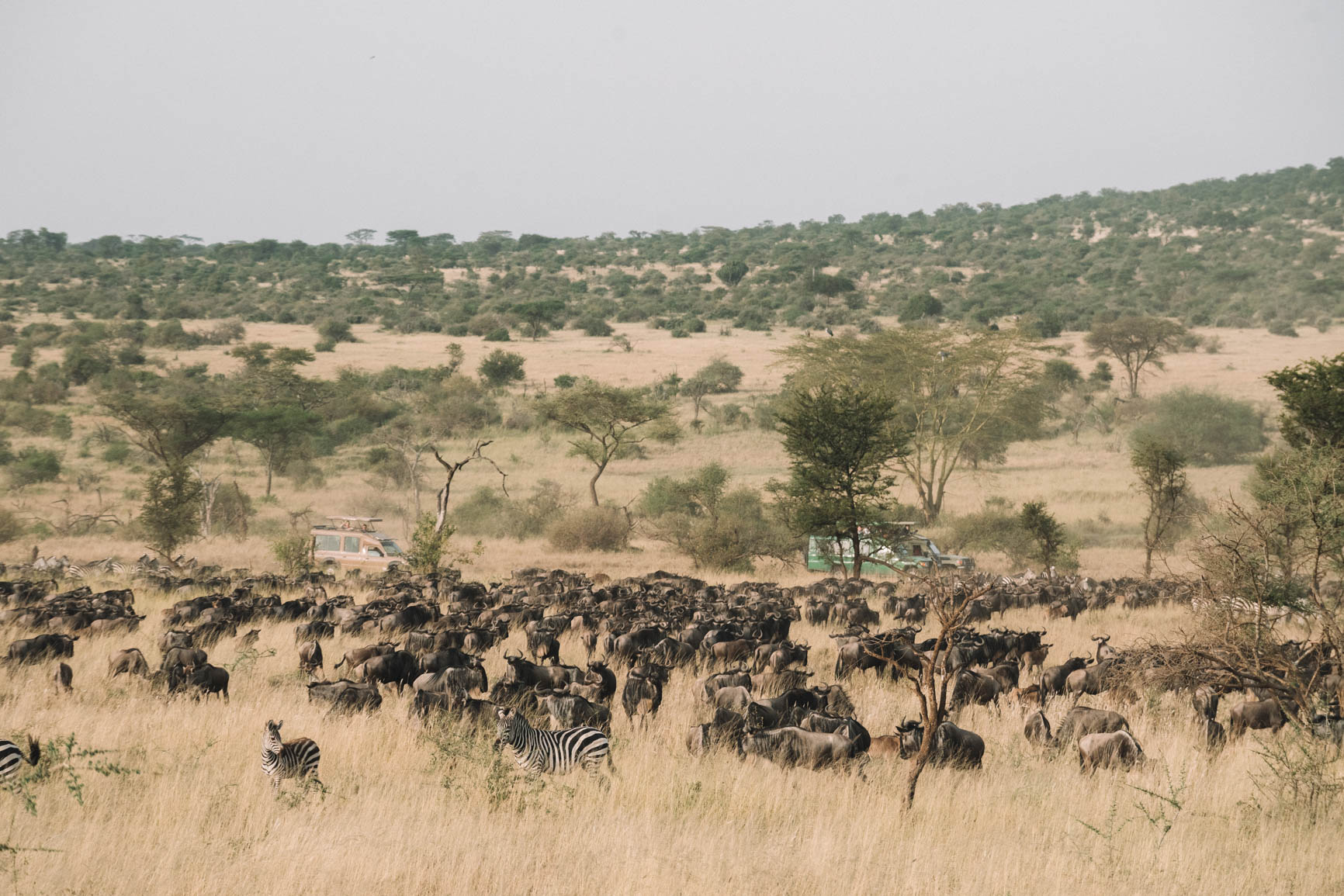 Private conservancy vs National reserve Wildlife Safari comparison