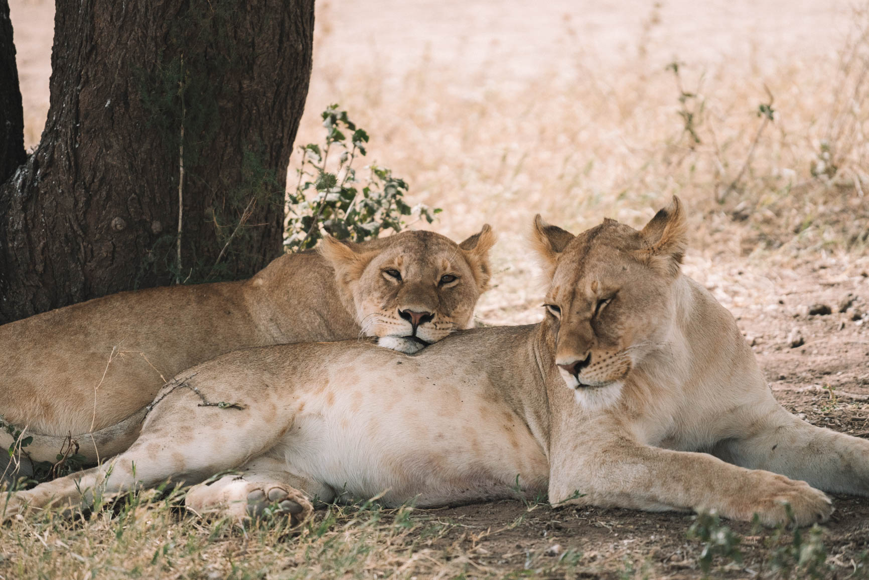 Private conservancy vs National reserve Wildlife Safari comparison