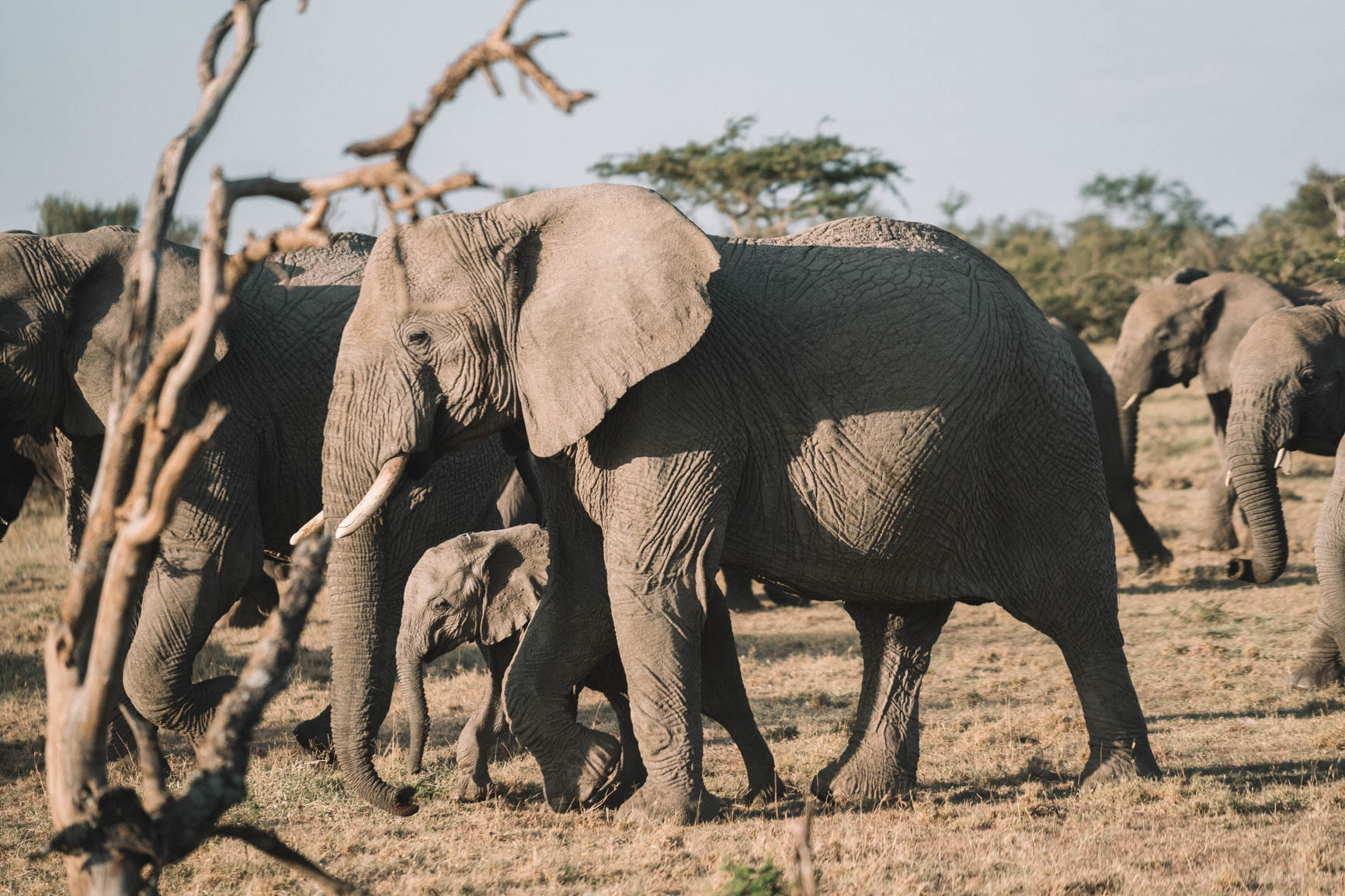 Private conservancy vs National reserve Wildlife Safari