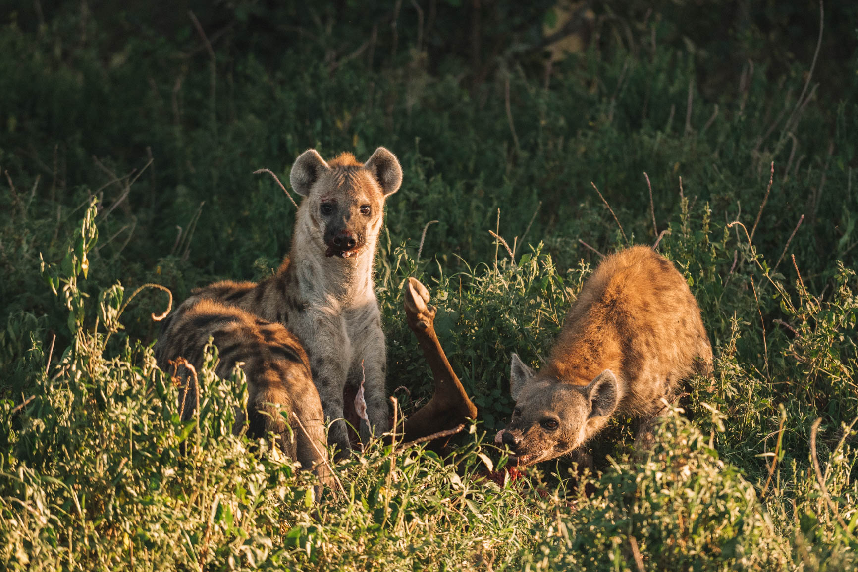 Private conservancy vs National reserve Wildlife Safari comparison