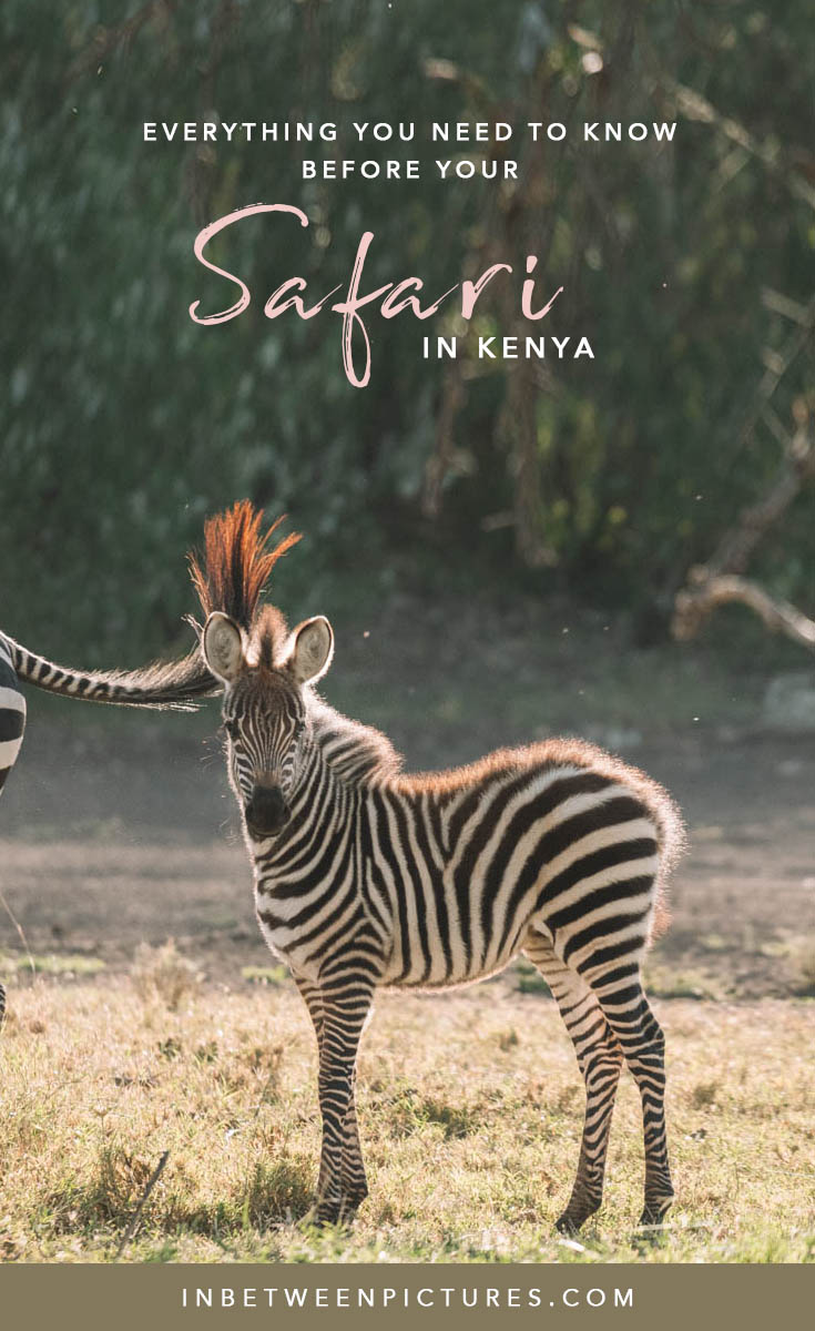 Everything you need to know before your Safari in Kenya - Tips, Recommendations, FAQ and guide to help you plan the perfect wild life safari in Africa #Kenya #Africa #Safari - Maasai Mara Adventures
