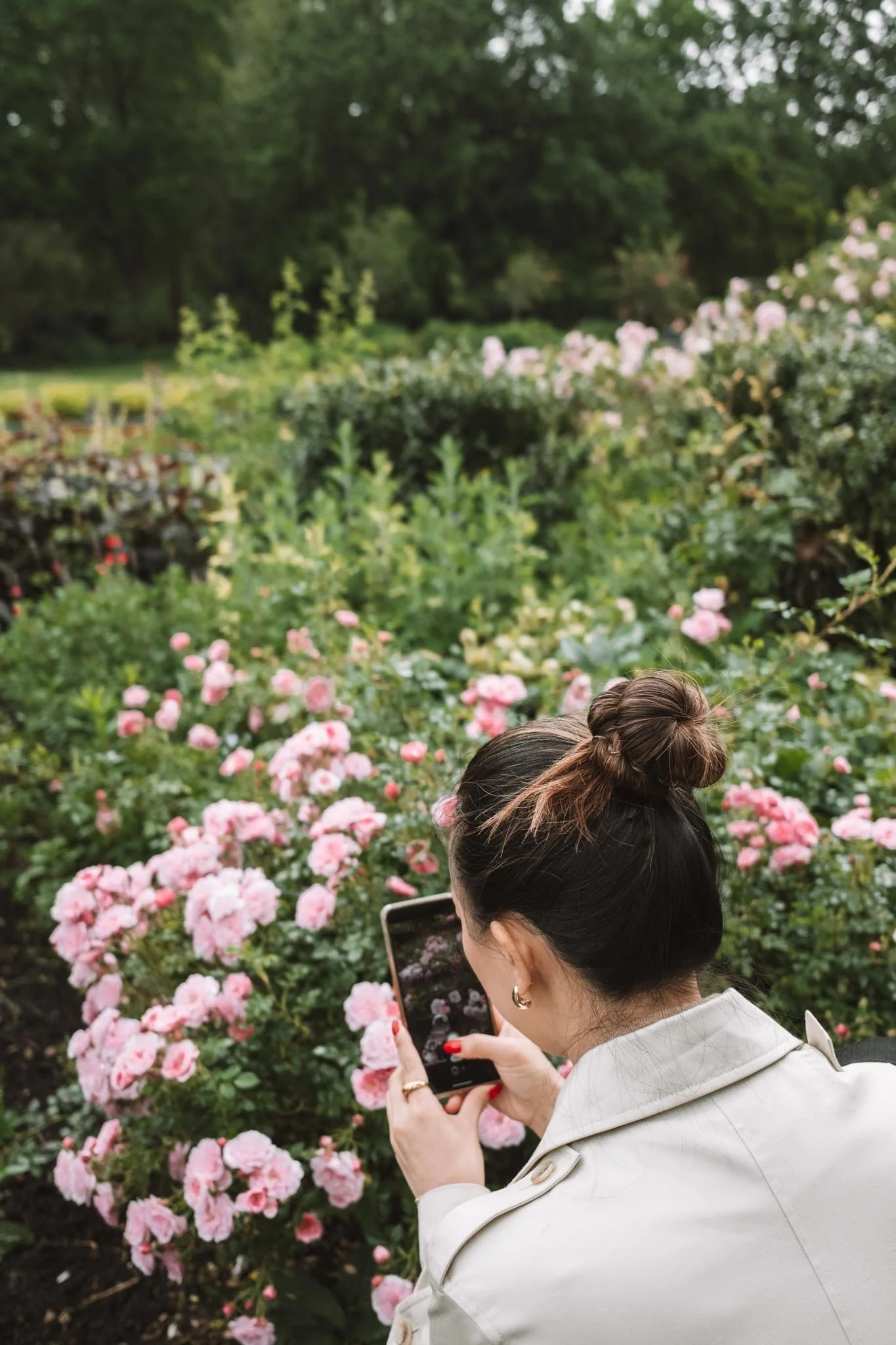 London Hyde Park Rose Garden
