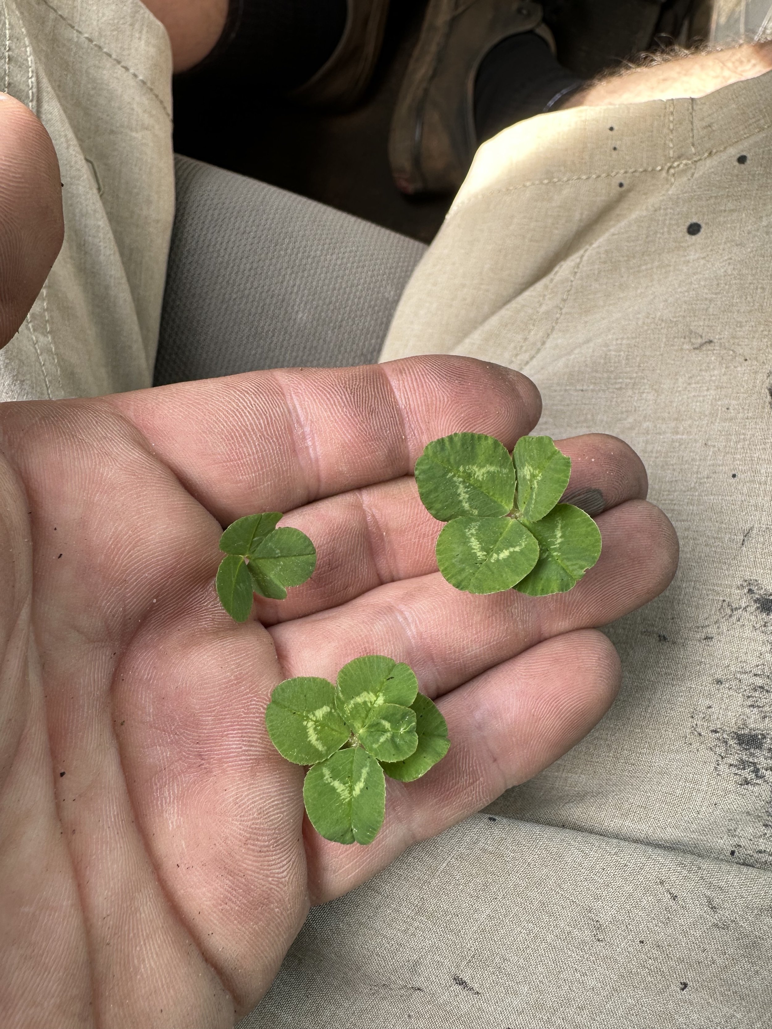 clover2.jpeg