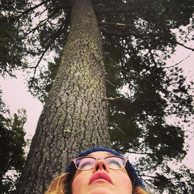 Grandmother White Pine  #elyminnesota #savetheboundrywaters