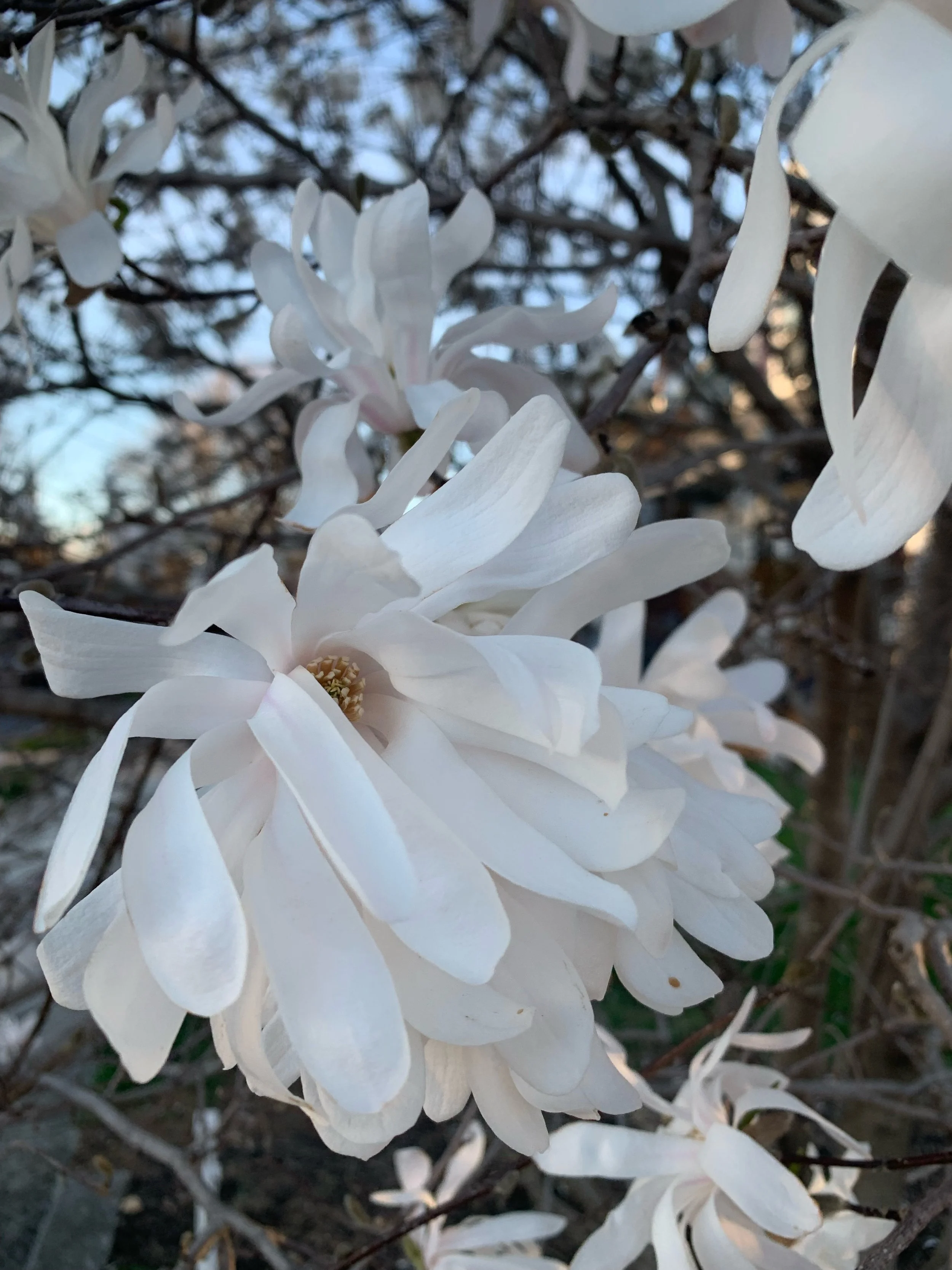 Close-up of white magnolia flowers in bloom against a blue sky with bare branches.