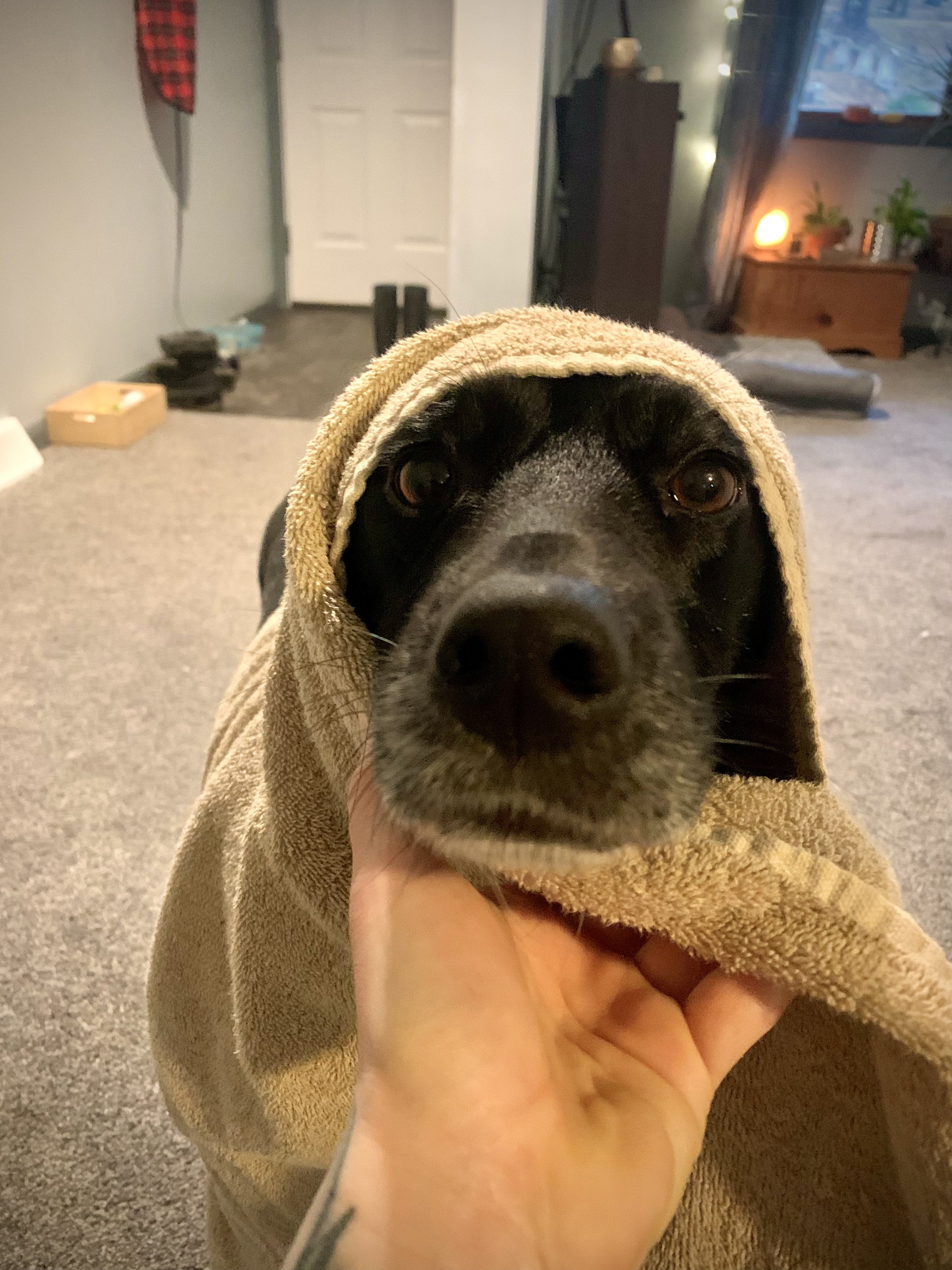 Lindsey Boncore’s dog wrapped in a towel, featured on the contact page of Central Pennsylvania portrait photographer L. J. Boncore Photography.