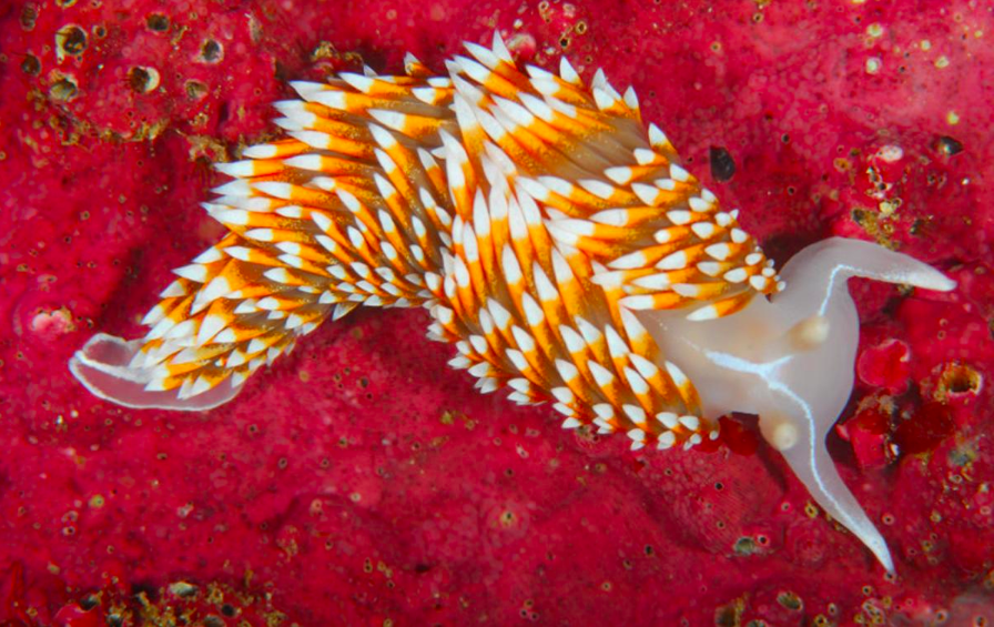Flameback Nudibranch