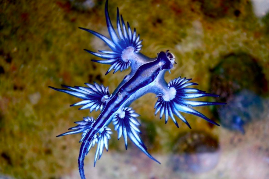Blue Glaucus