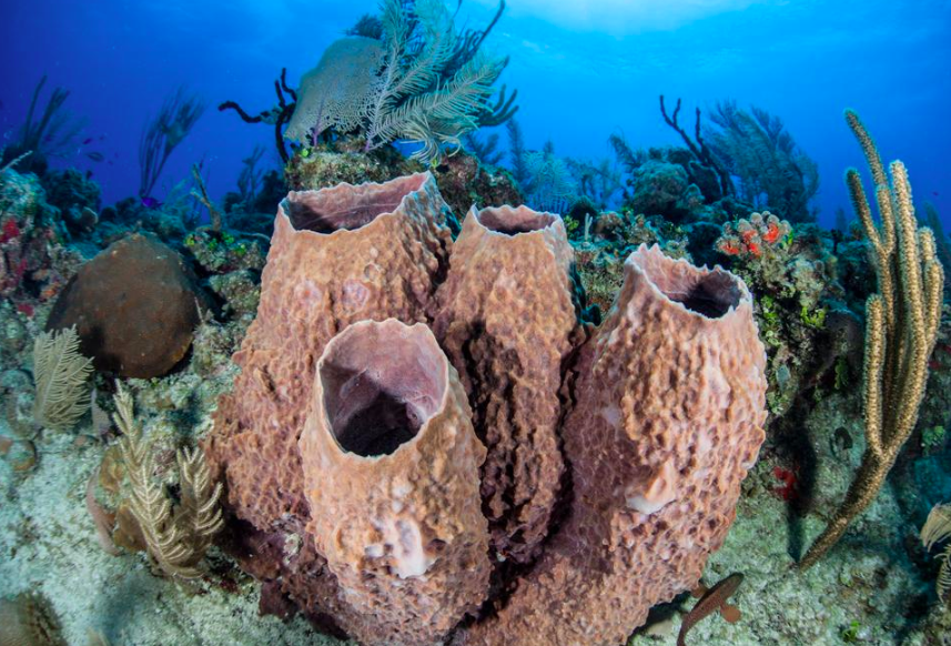 Barrel Sponge