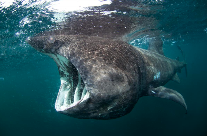 Basking Shark