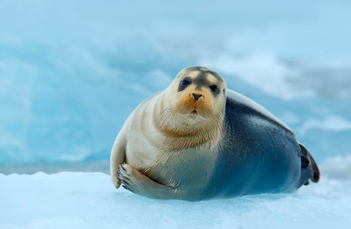 Bearded Seal